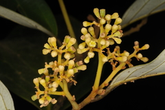 Cryptocarya wightiana